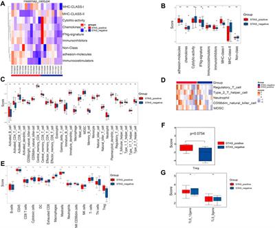 Comprehensive analysis for clarifying transcriptomics landscapes of spread through air spaces in lung adenocarcinoma